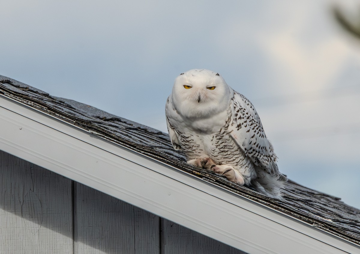Snowy Owl - ML645475758