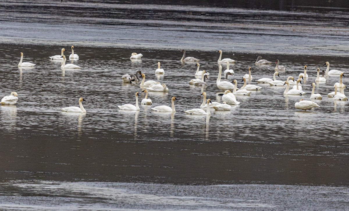 Tundra Swan - ML645475765