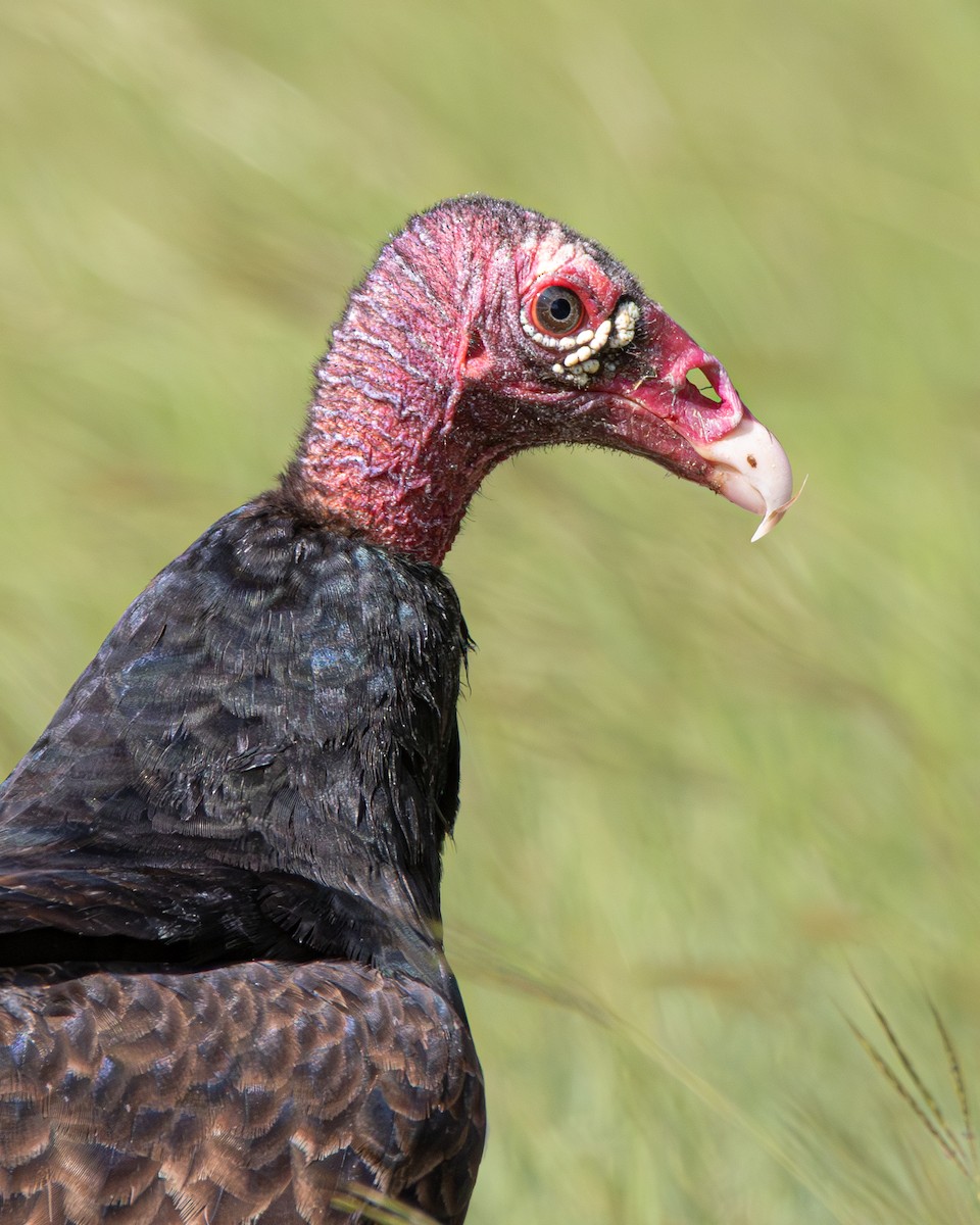 Turkey Vulture - ML645475782