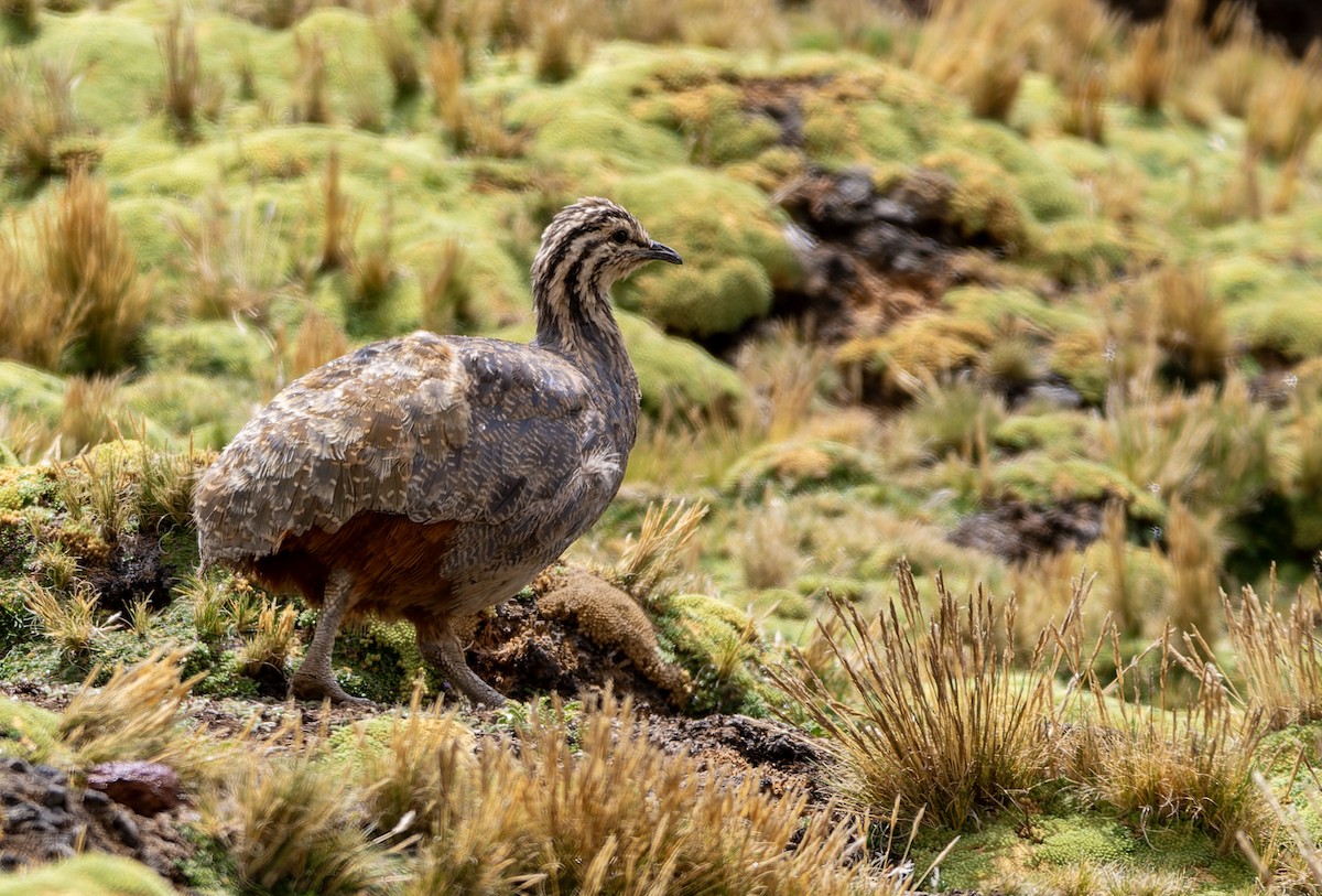 Punatinamu - ML645475791