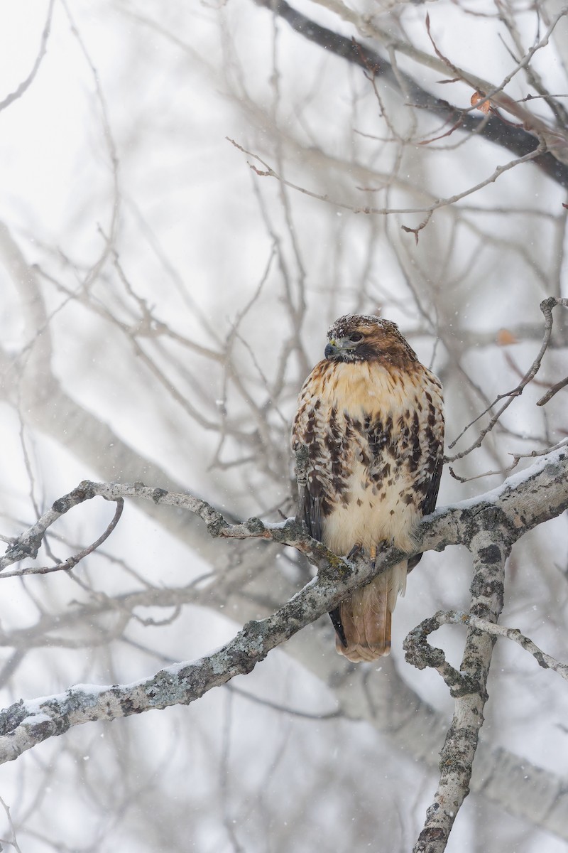 Red-tailed Hawk - ML645475799