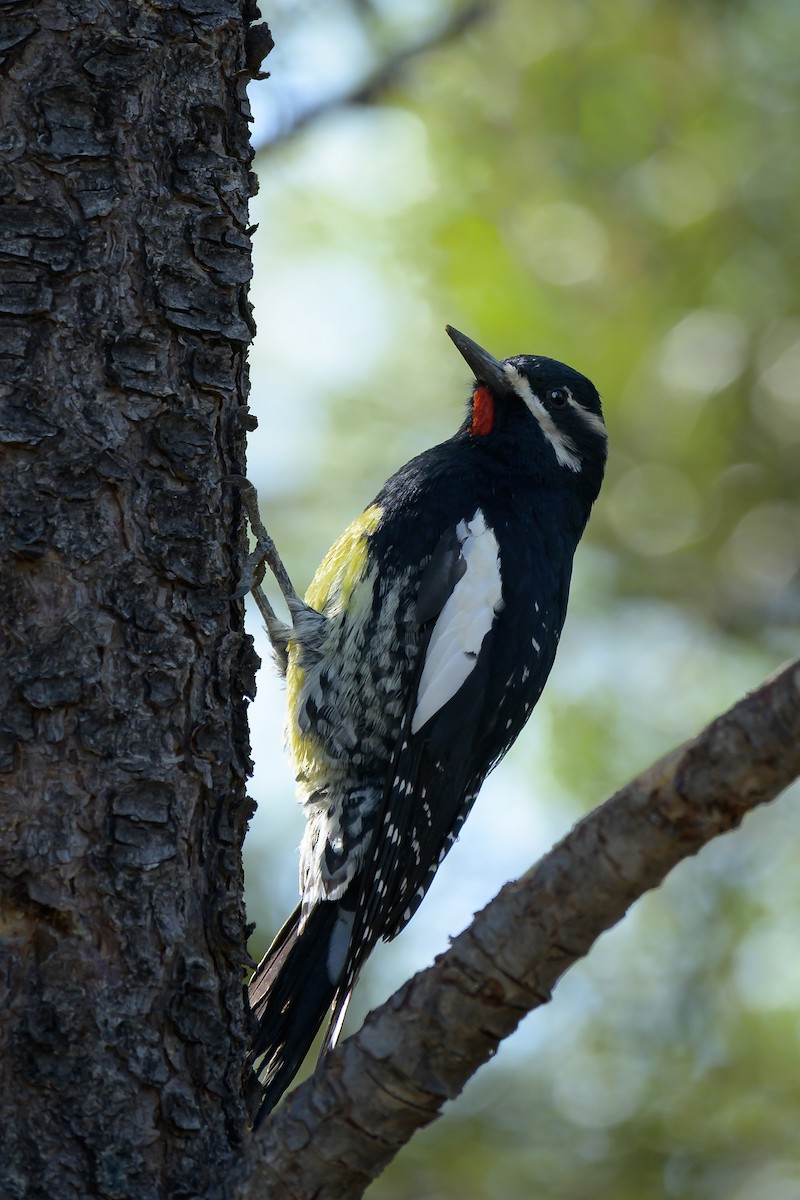 Williamson's Sapsucker - ML645475803