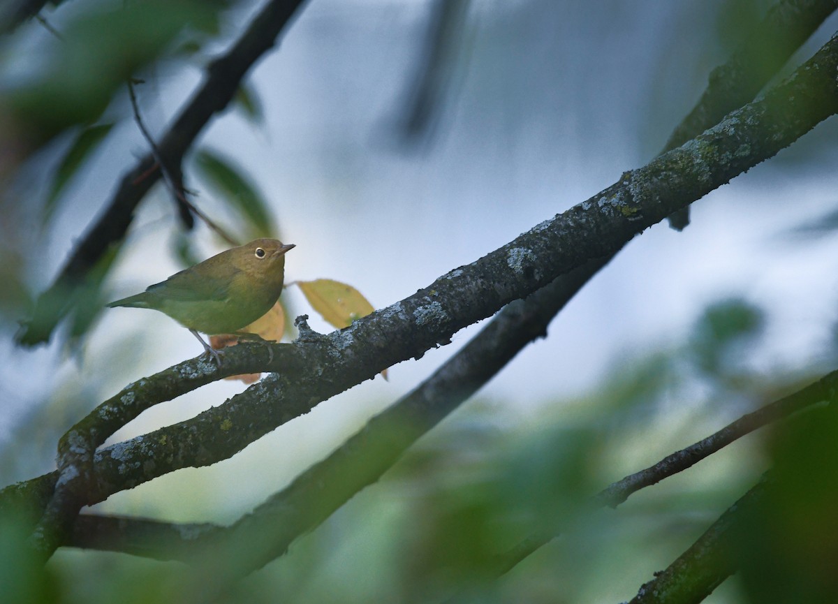 Paruline à gorge grise - ML645475816