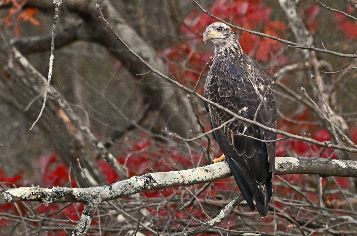 Bald Eagle - ML645475826