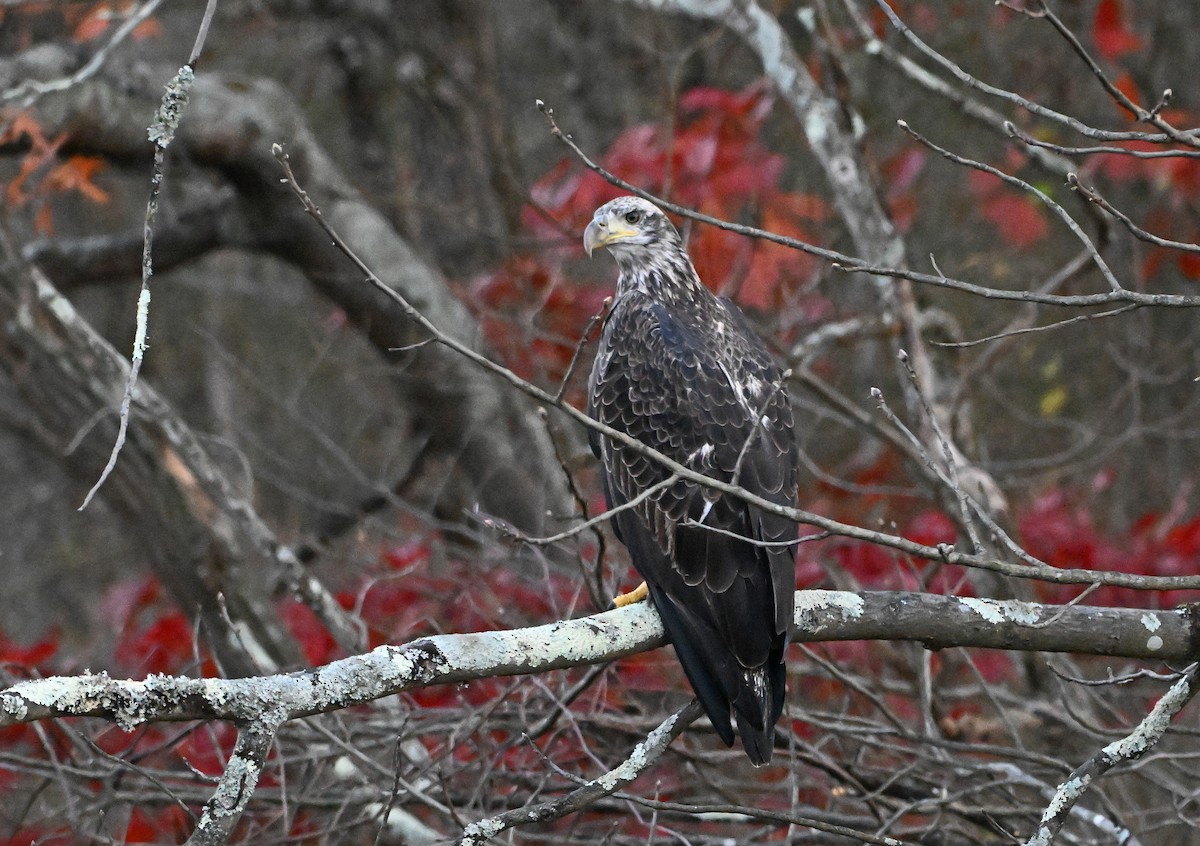 Bald Eagle - ML645475827