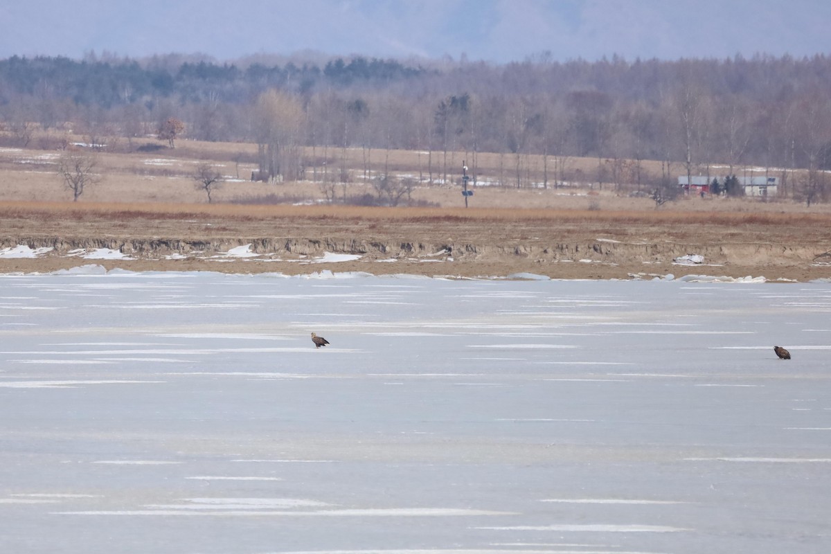 Steller's Sea-Eagle - ML645475831