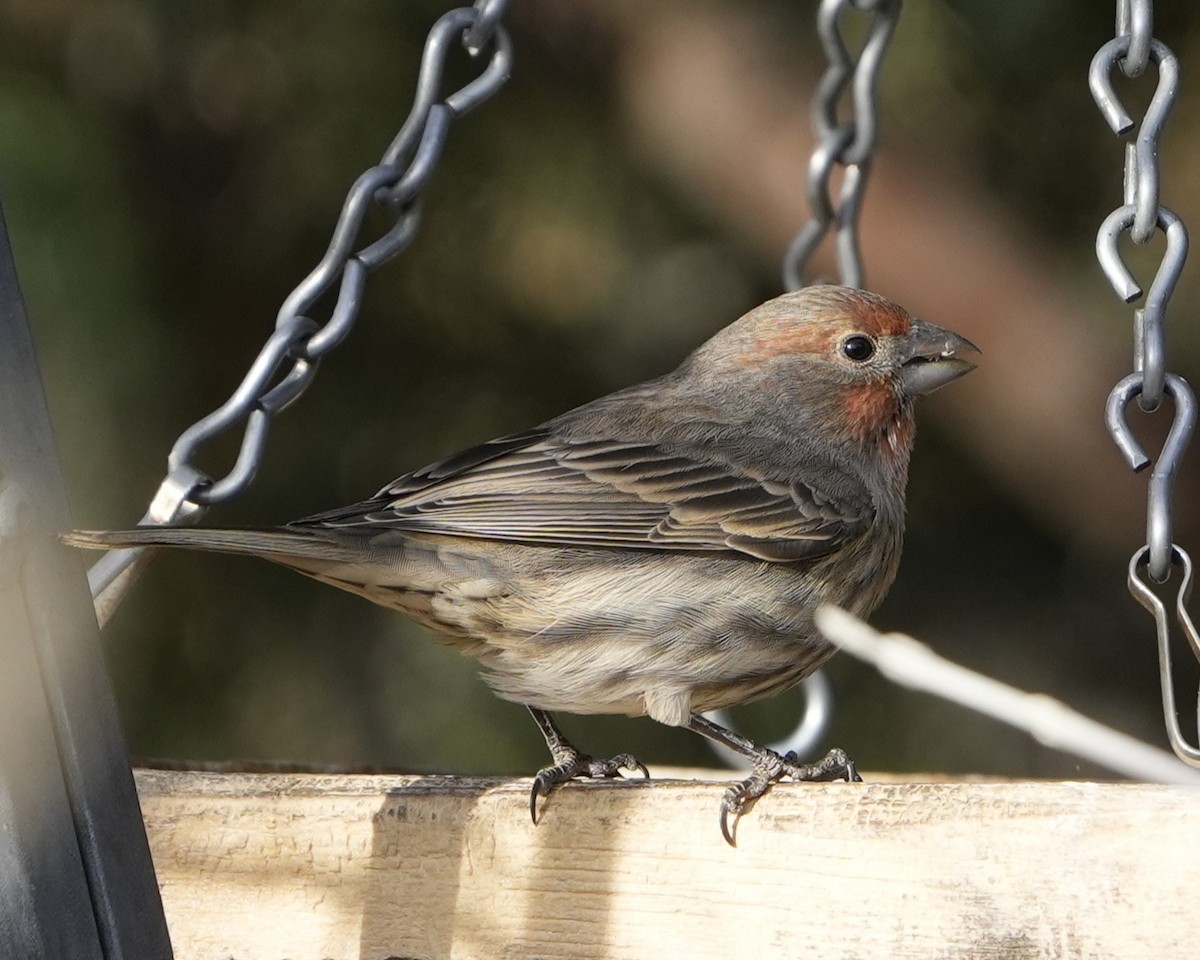 House Finch - ML645475844