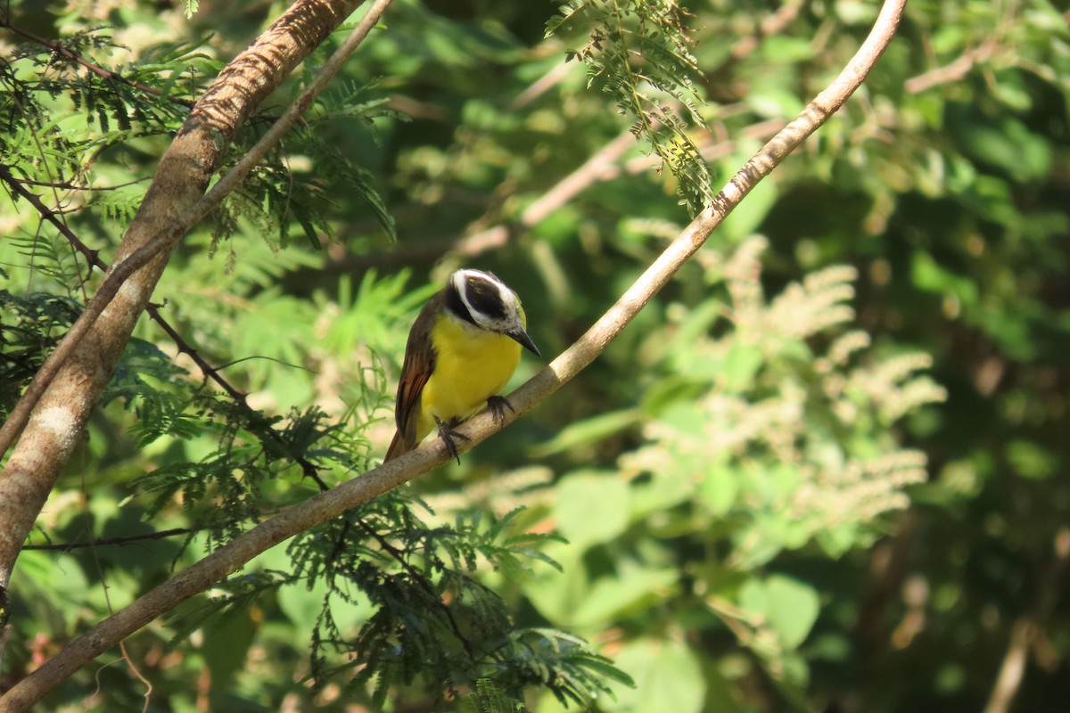 Great Kiskadee - ML645475845