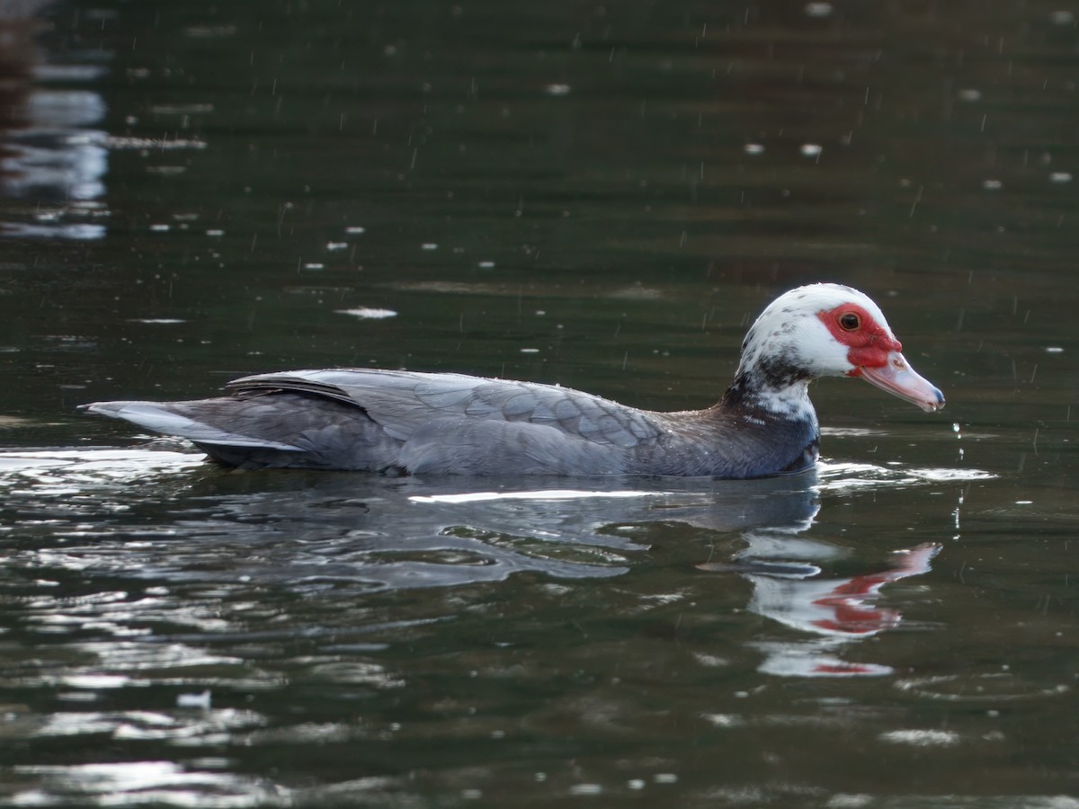 Muscovy Duck (Domestic type) - ML645475851