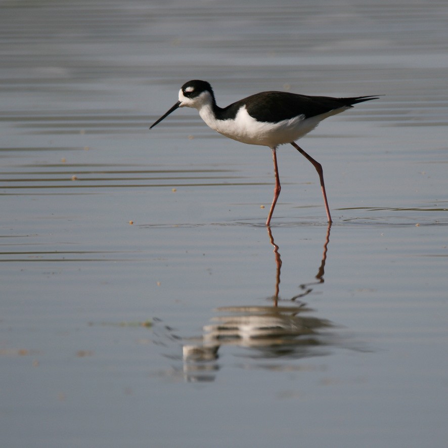 Black-necked Stilt (Black-necked) - ML645475853