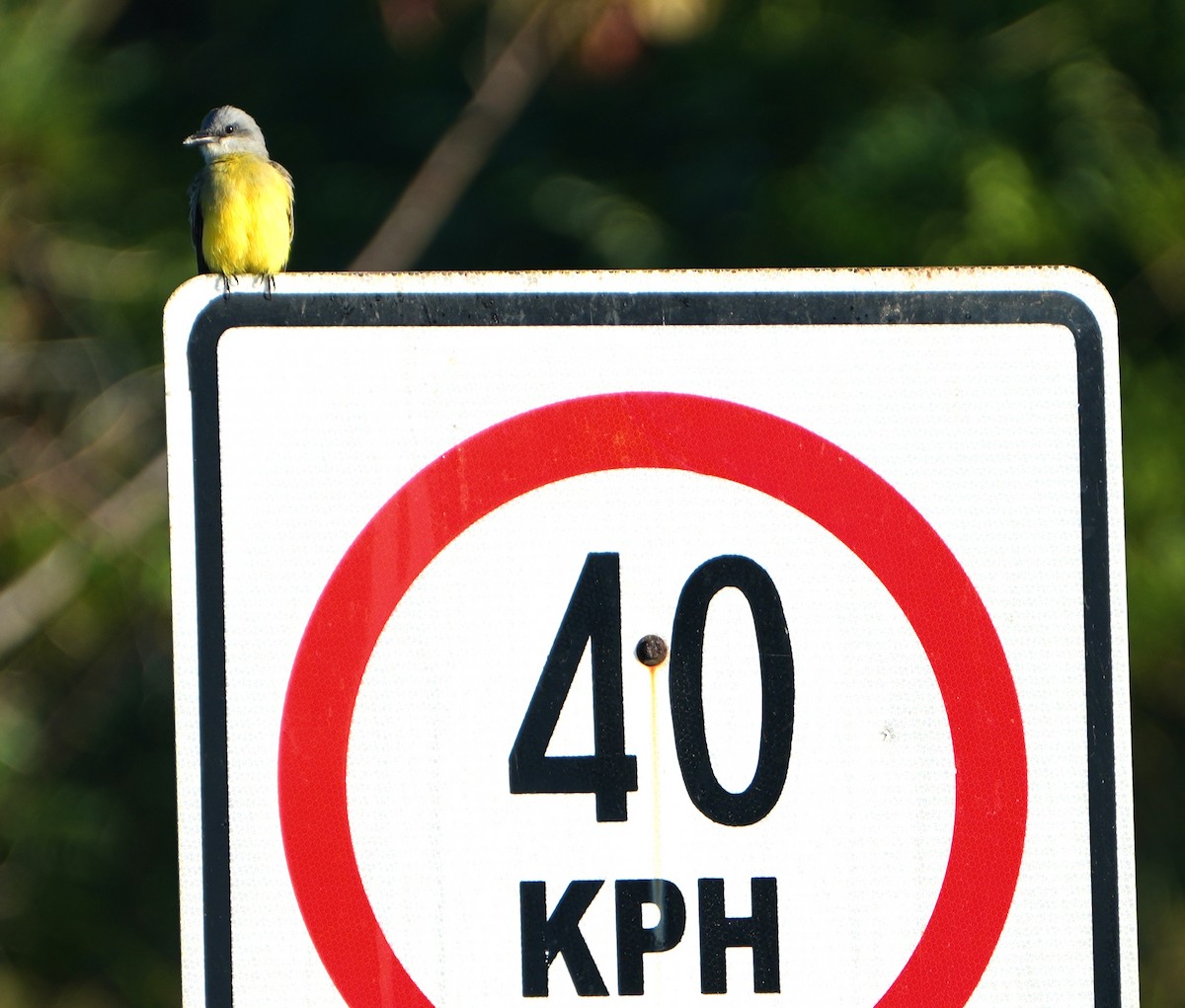 Tropical Kingbird - ML645475854