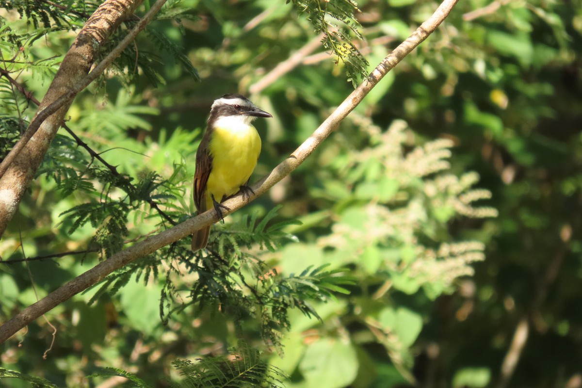 Great Kiskadee - ML645475855