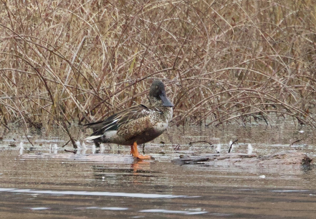 Northern Shoveler - ML645475856