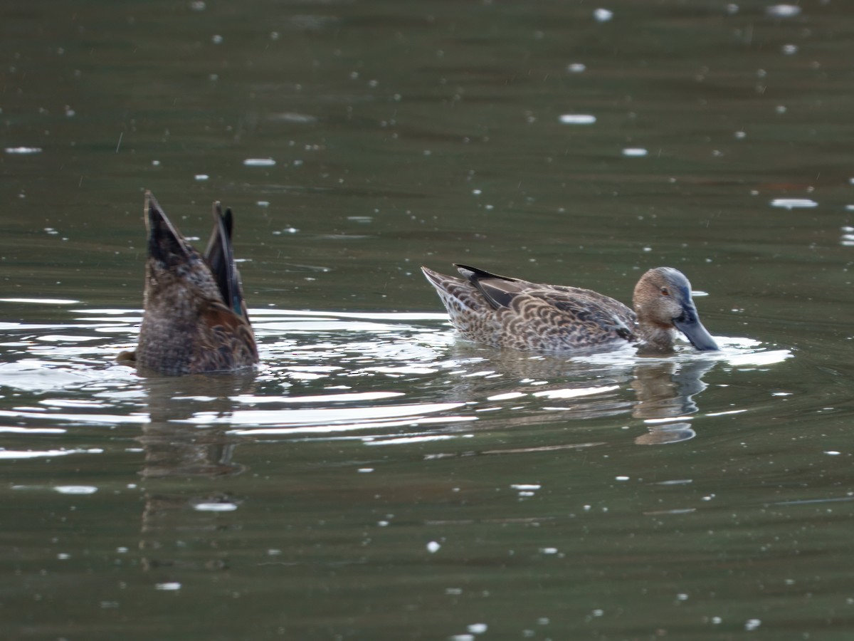 Cinnamon Teal - ML645475858