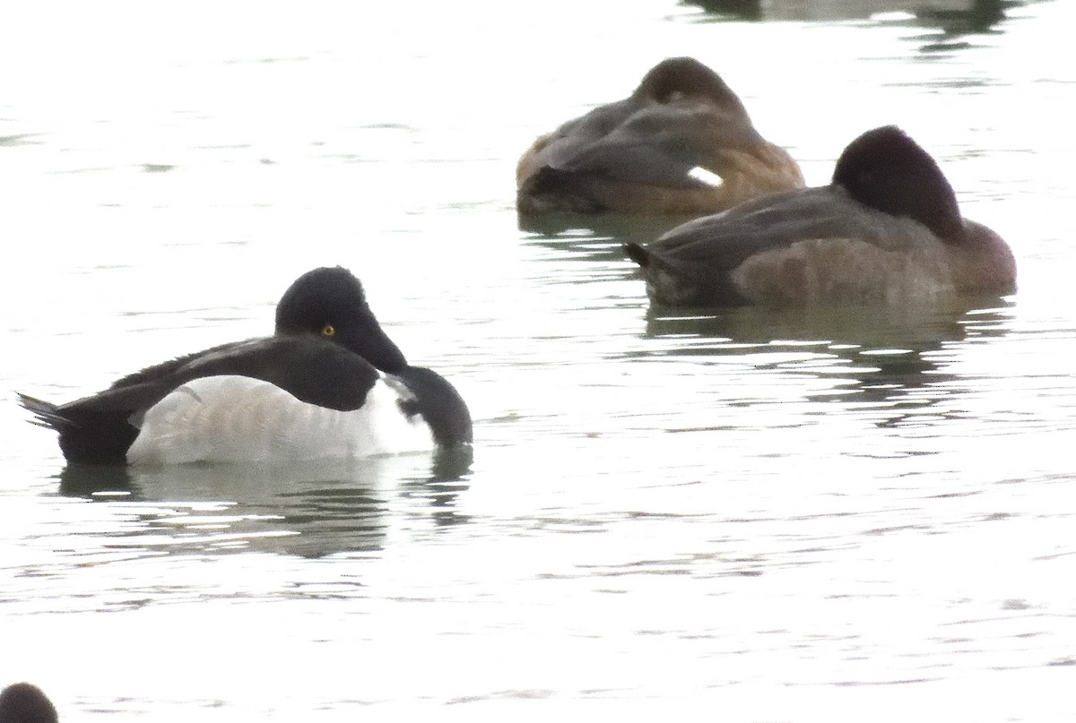 Ring-necked Duck - ML645475860