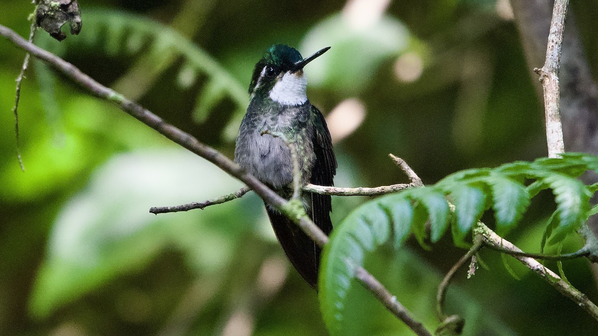 White-throated Mountain-gem - ML645475861