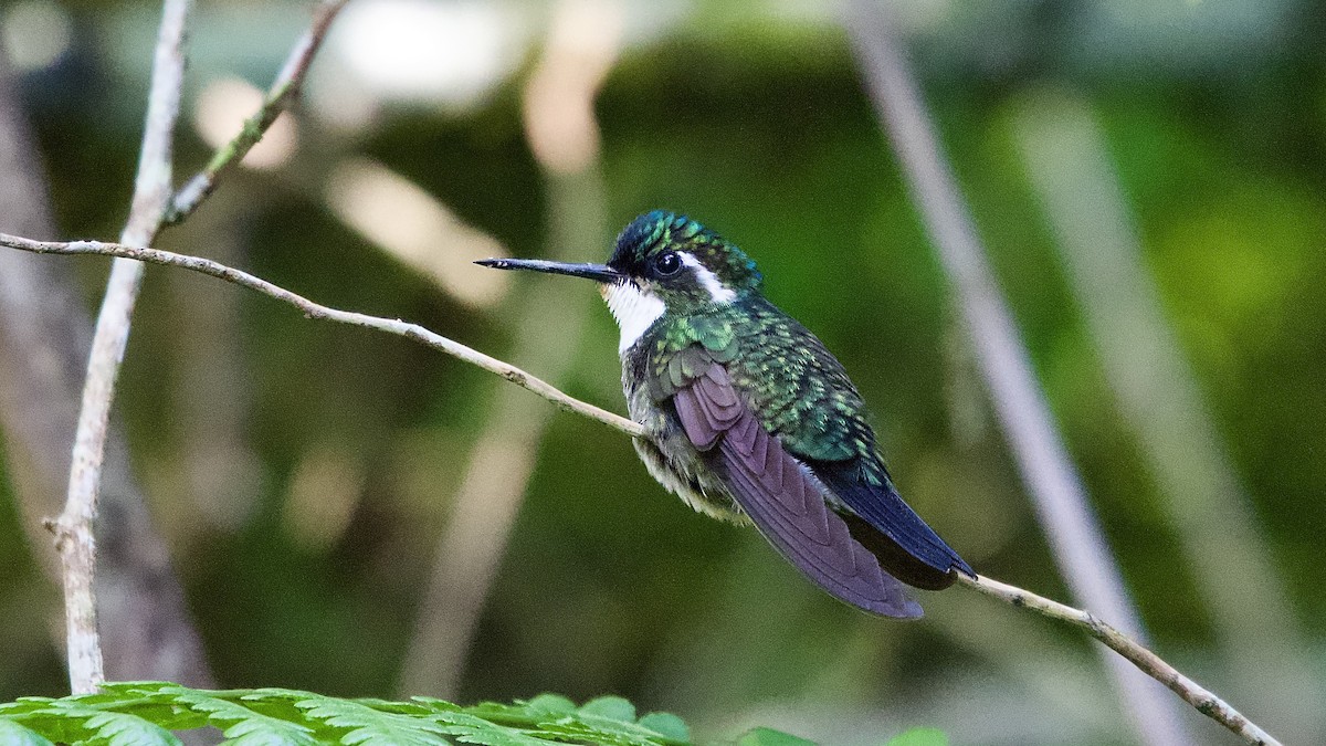 White-throated Mountain-gem - ML645475862