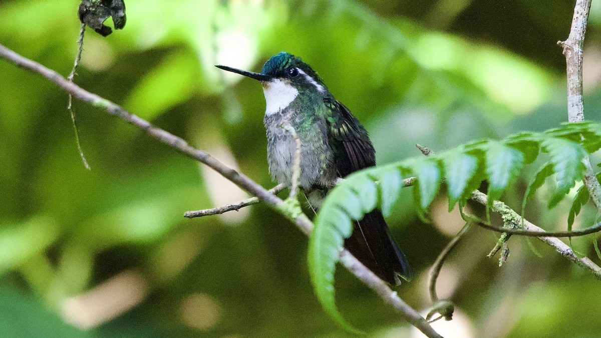 White-throated Mountain-gem - ML645475863