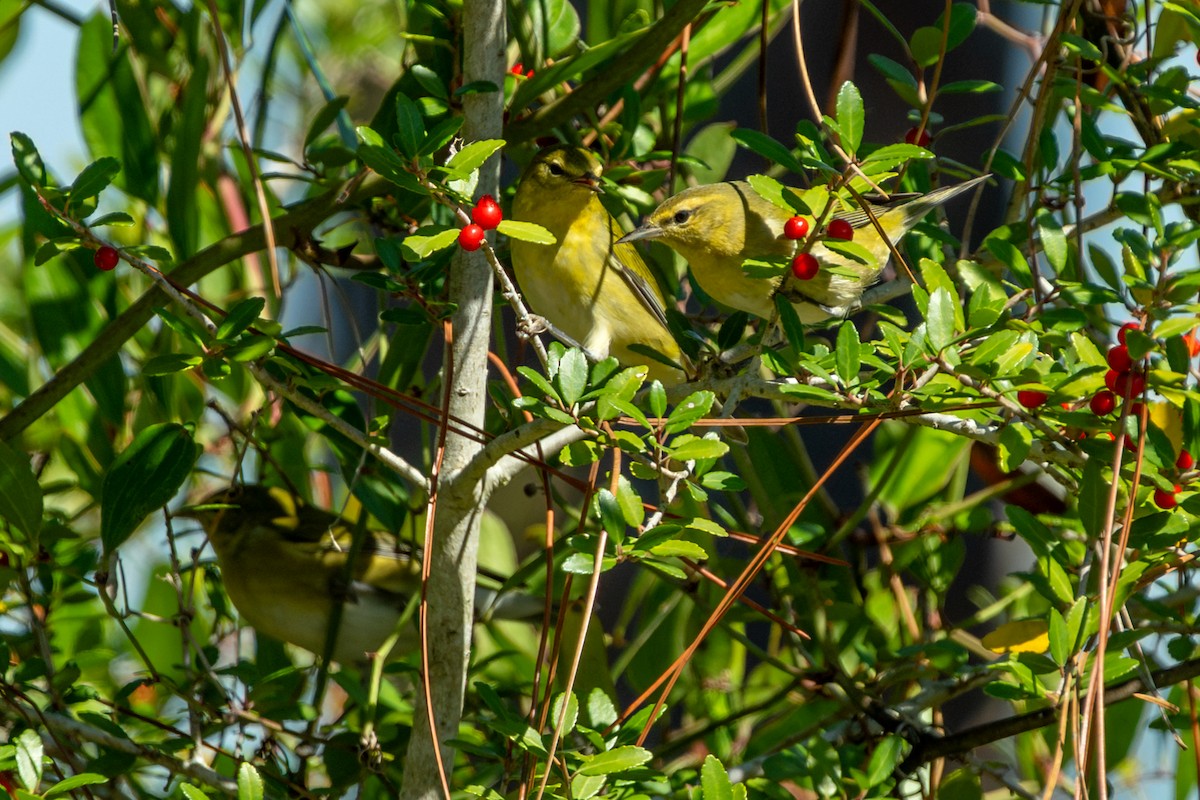 Tennessee Warbler - ML645475865