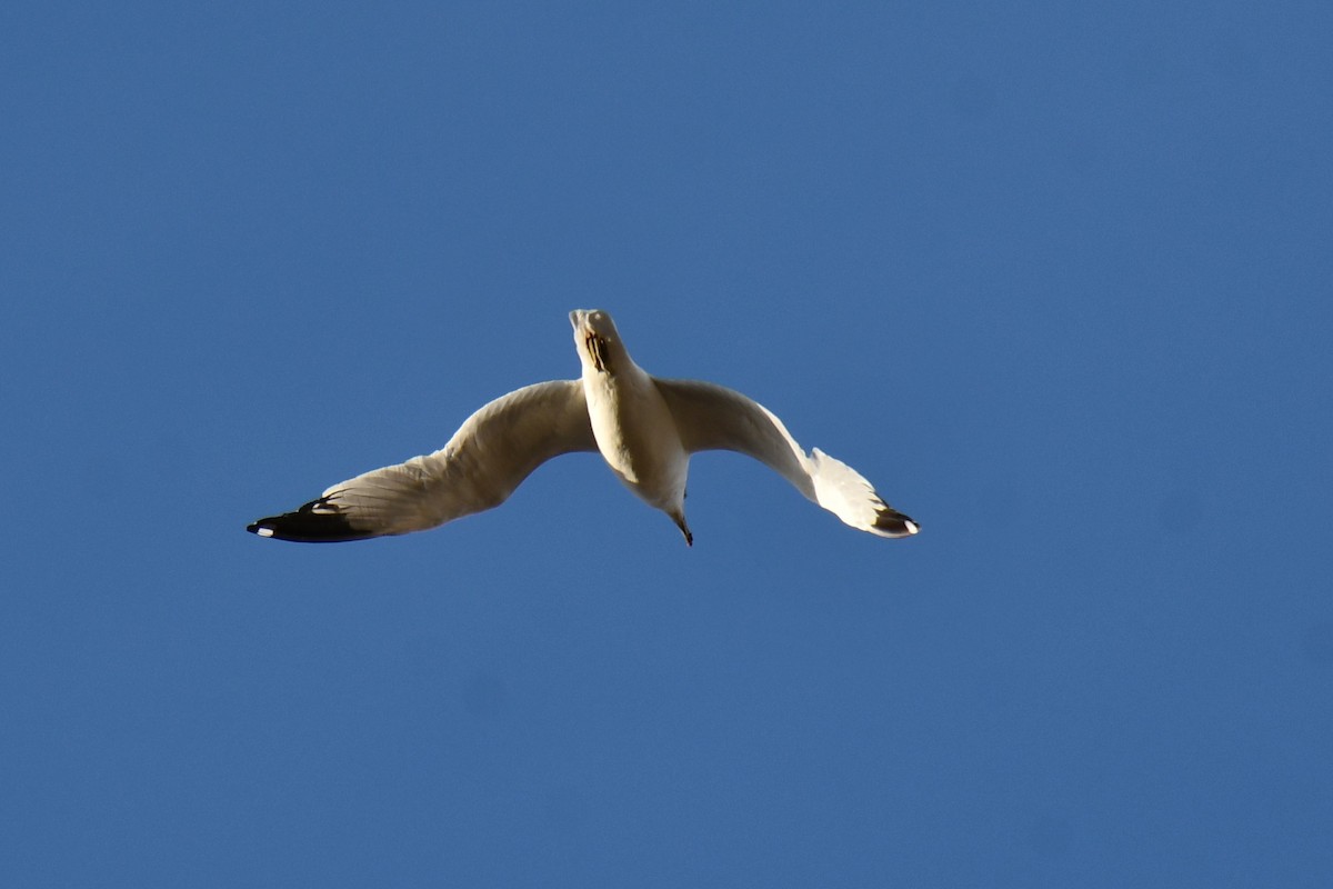 Ring-billed Gull - ML645475866