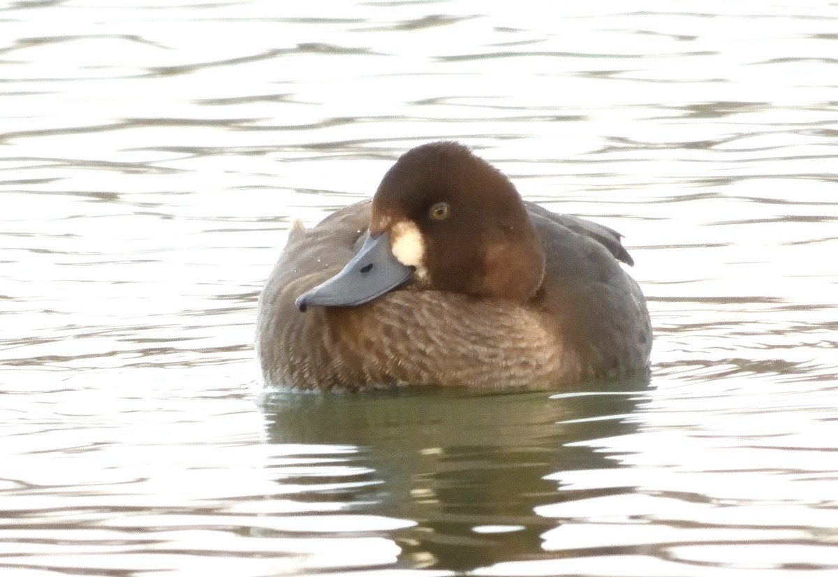 Greater Scaup - ML645475867