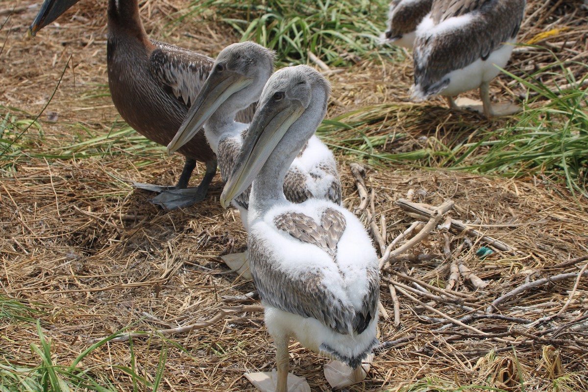 Brown Pelican - ML645475870