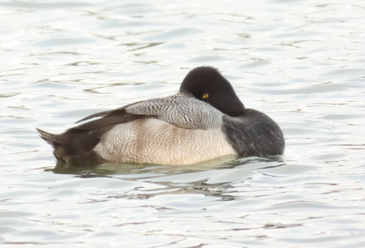Lesser Scaup - ML645475871
