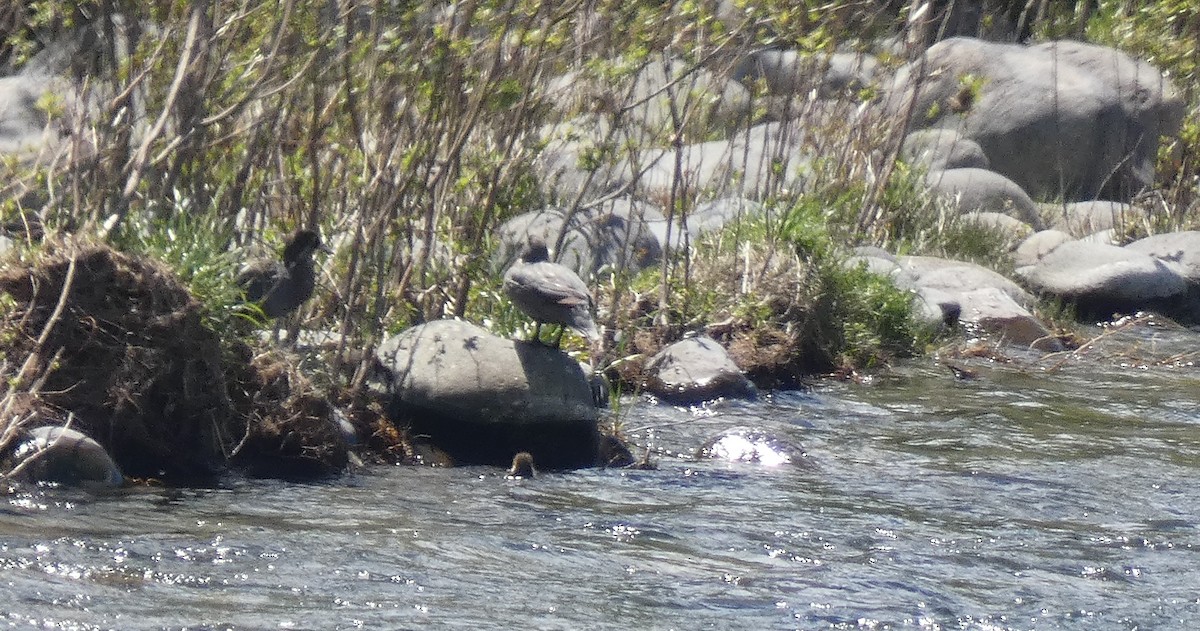 Blue Duck - ML645475872