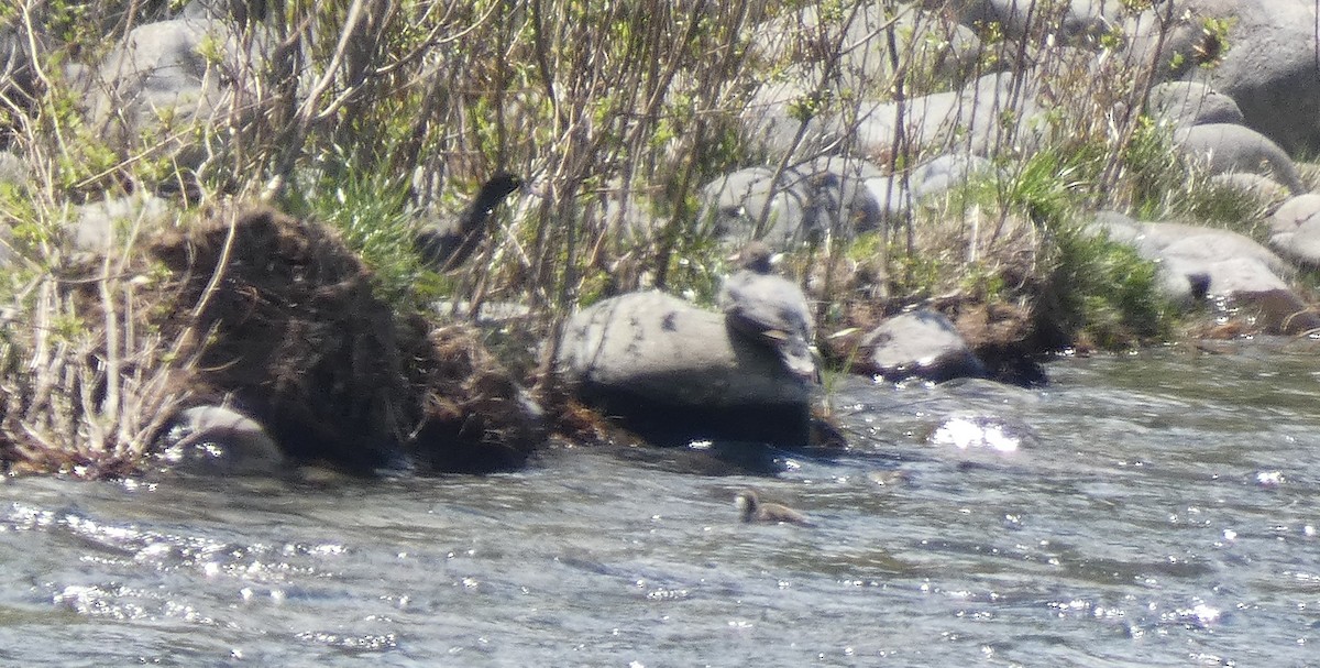 Blue Duck - ML645475873