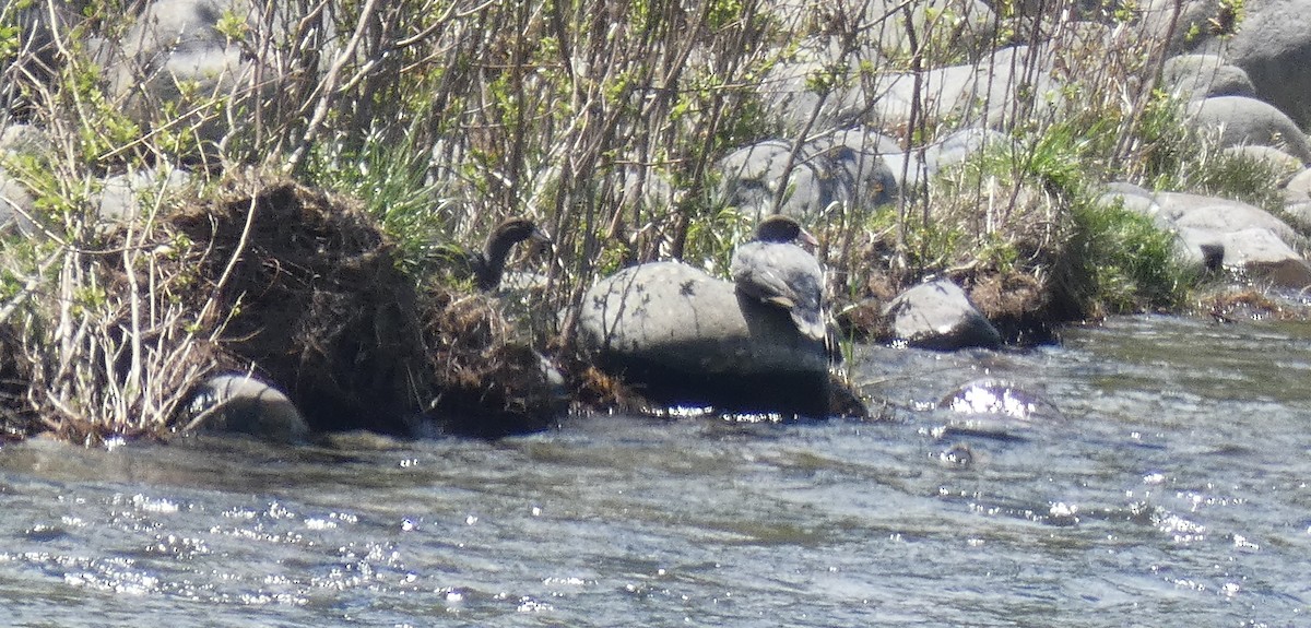 Blue Duck - ML645475874