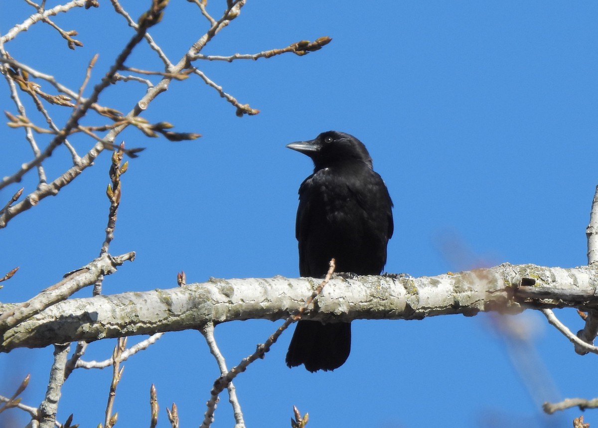 American Crow - ML645475875