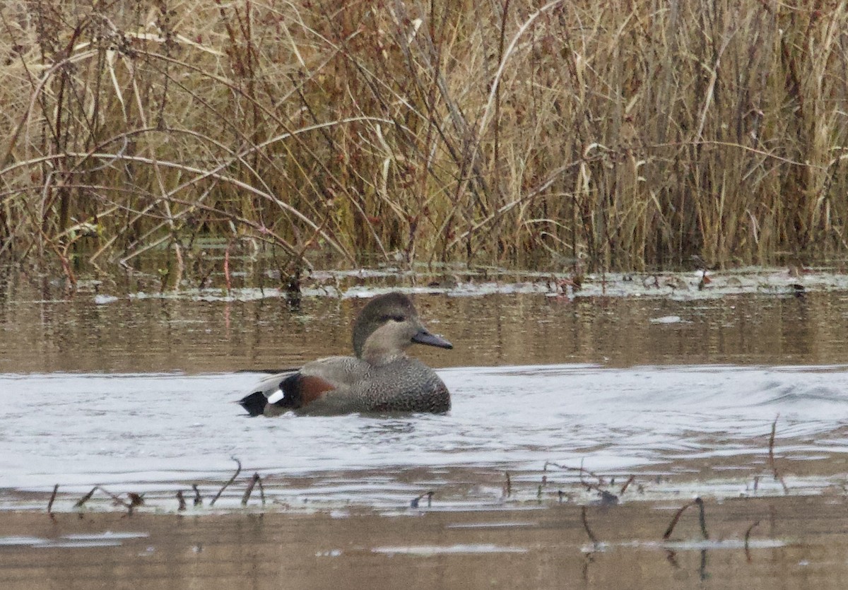 Gadwall - ML645475876