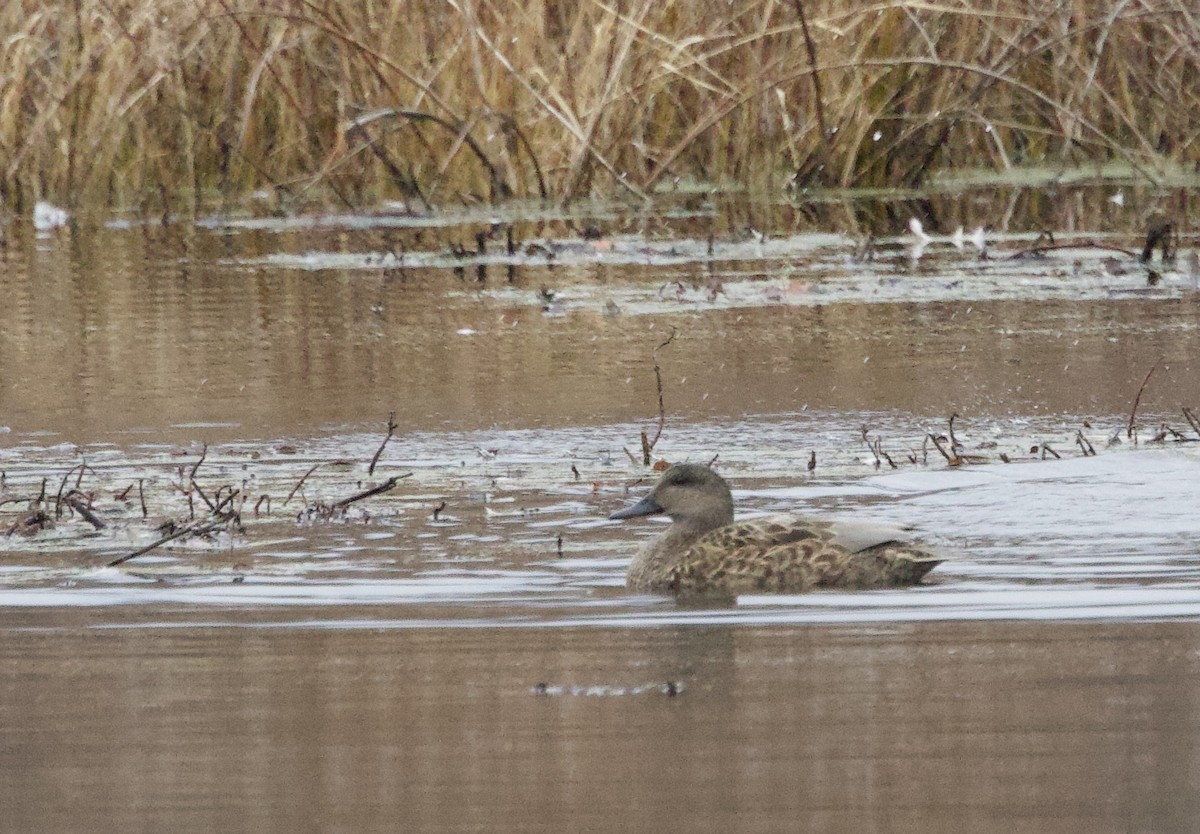 Gadwall - ML645475877