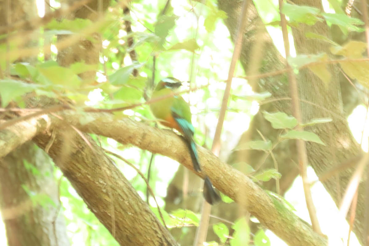 Turquoise-browed Motmot - ML645475878