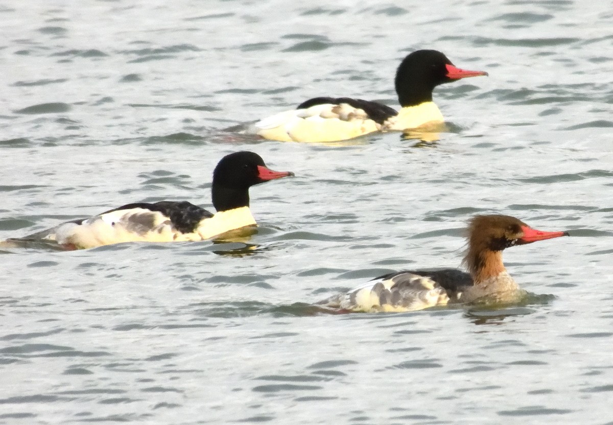 Common Merganser - ML645475881