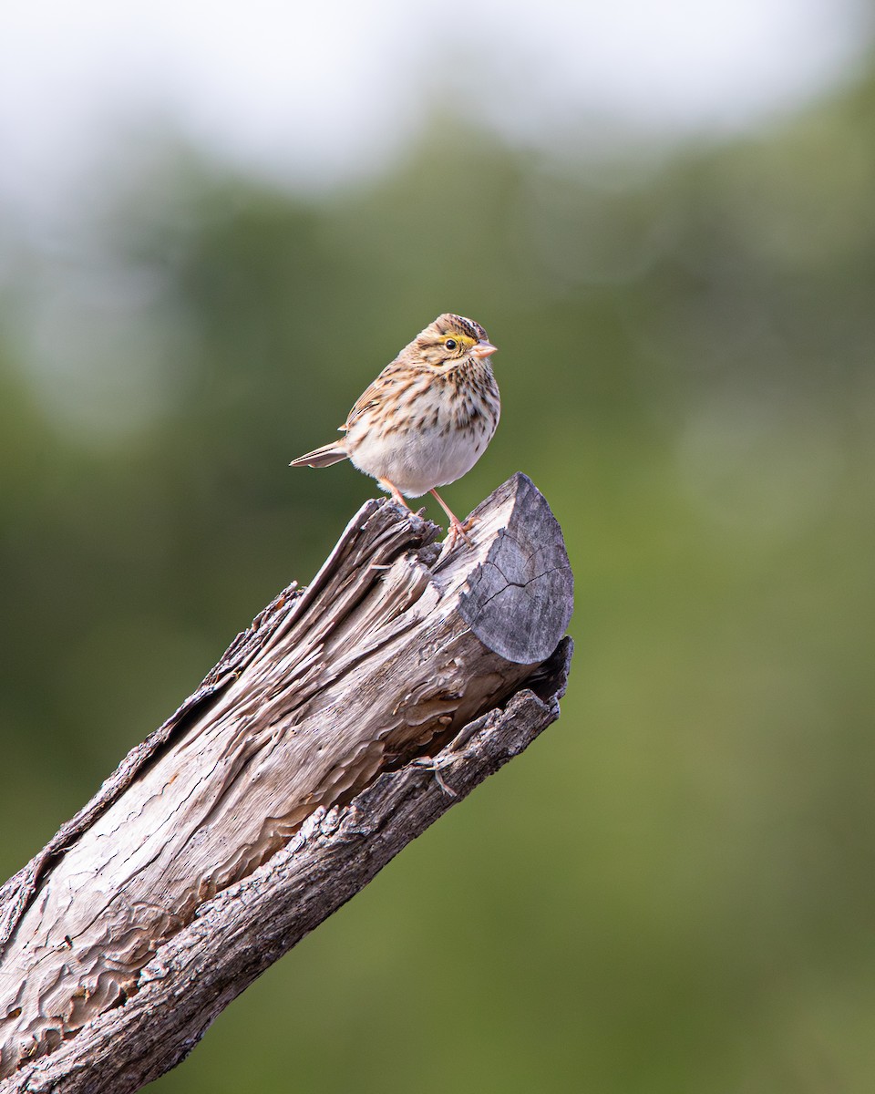 Savannah Sparrow (Savannah) - ML645475883
