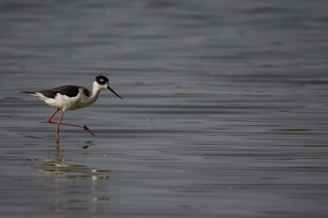 Black-necked Stilt (Black-necked) - ML645475884