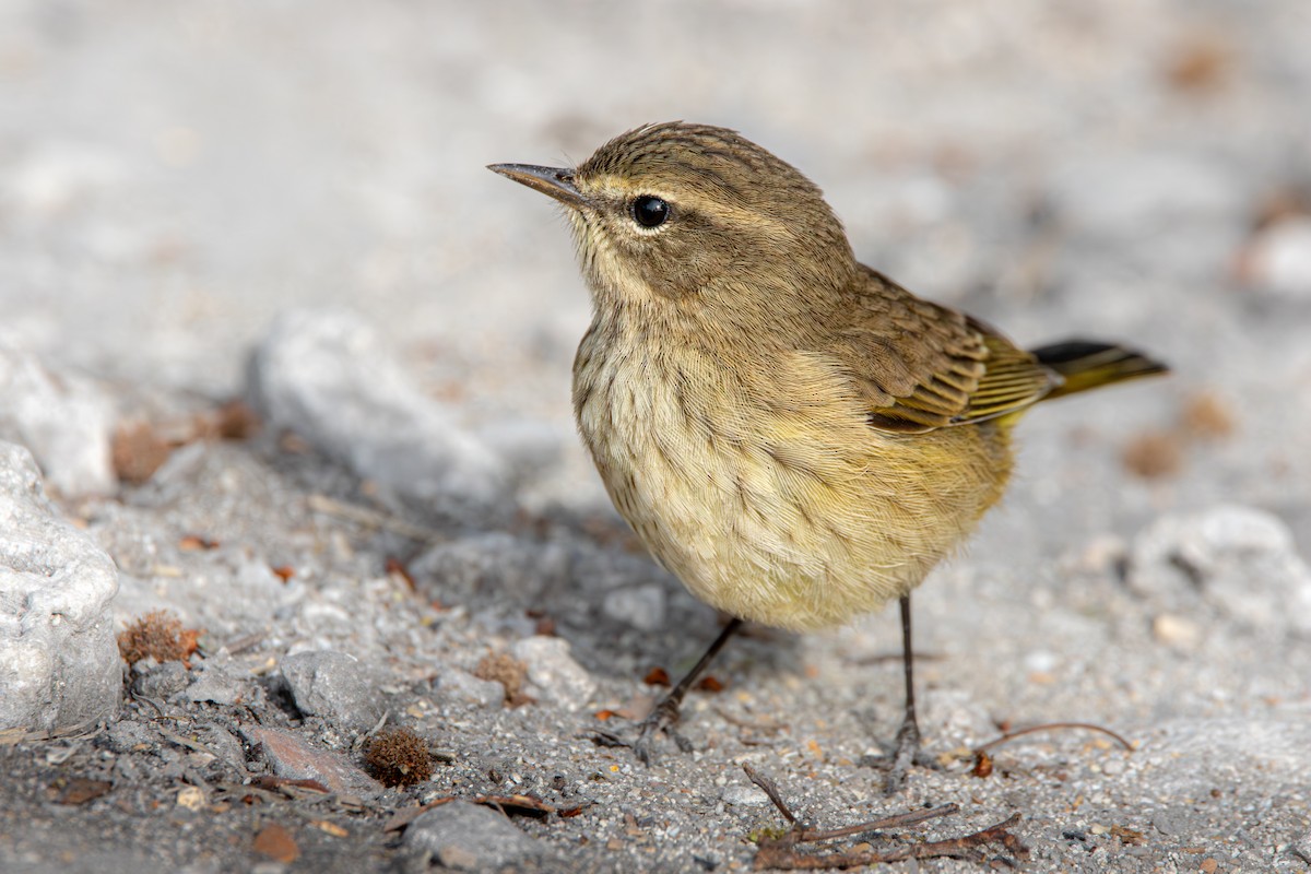Palm Warbler (Western) - ML645475885