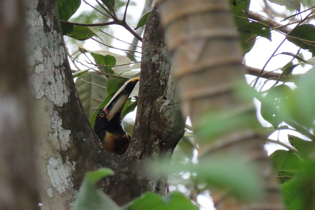 Pale-mandibled Aracari - ML645475886