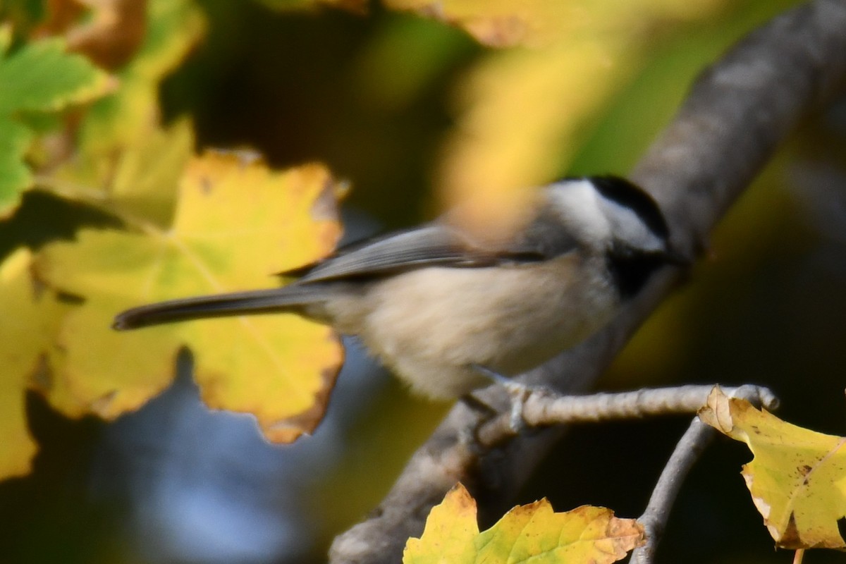 Carolina Chickadee - ML645475888