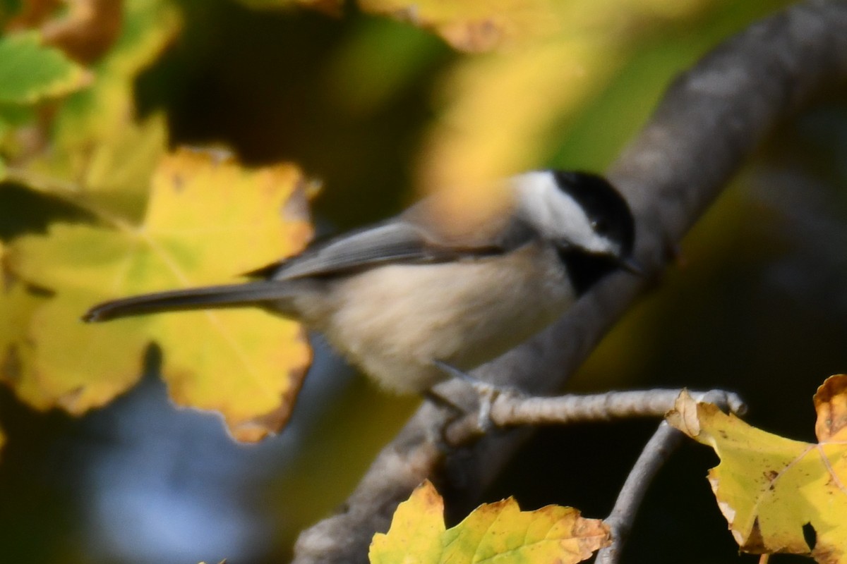 Carolina Chickadee - ML645475889