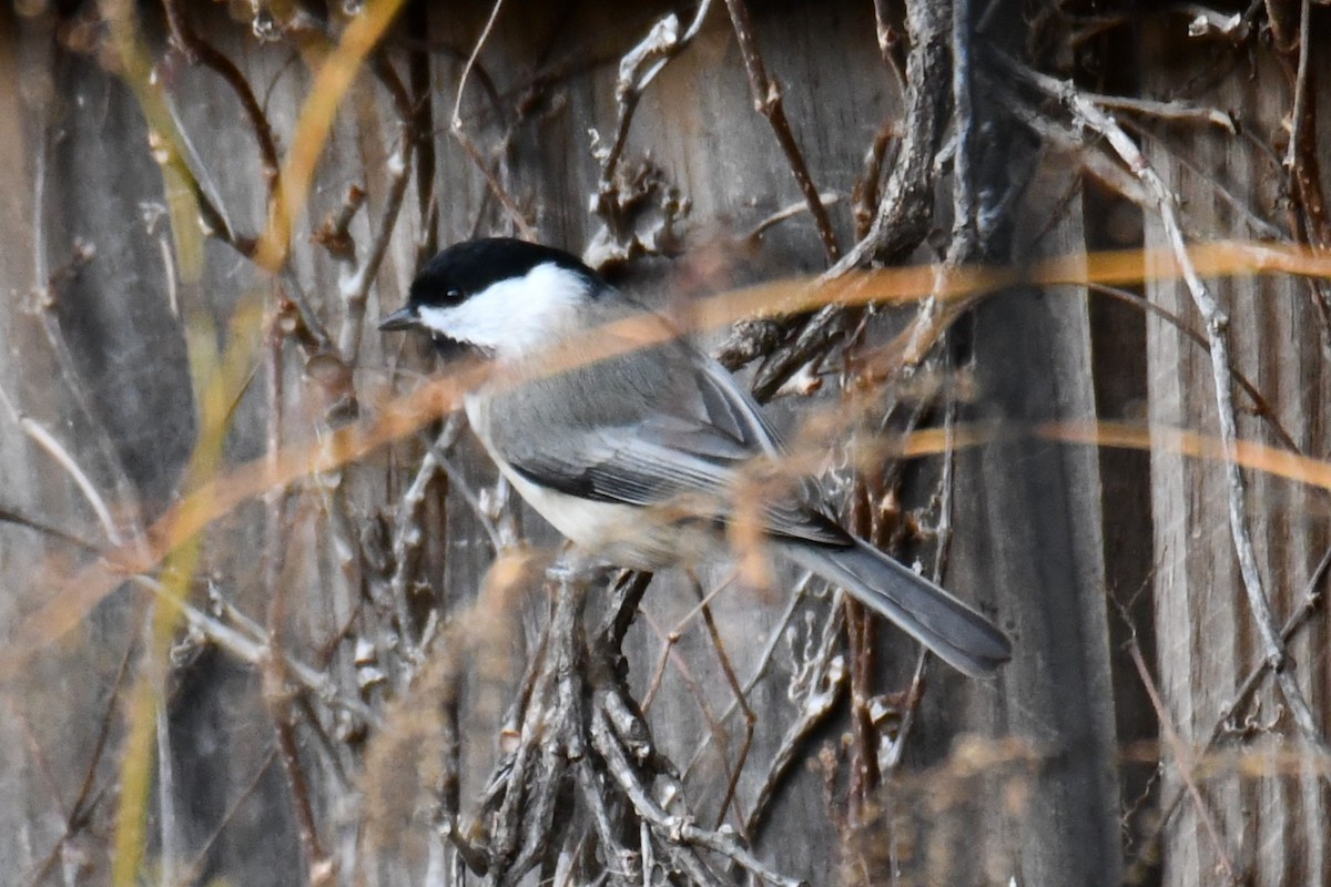 Carolina Chickadee - ML645475890