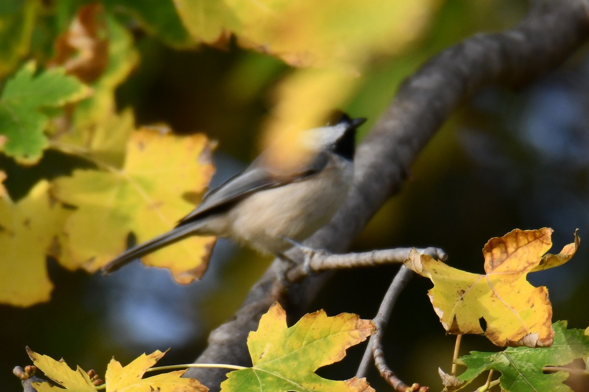 Carolina Chickadee - ML645475891