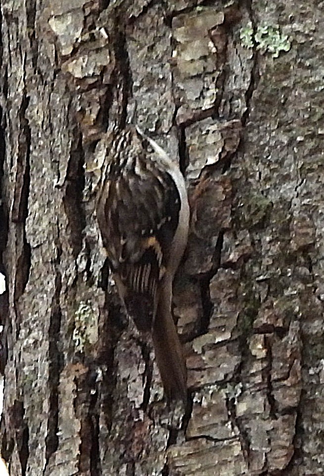 Brown Creeper - ML645475908