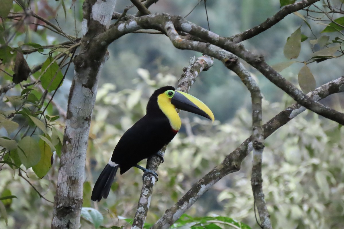 Yellow-throated Toucan - ML645475910
