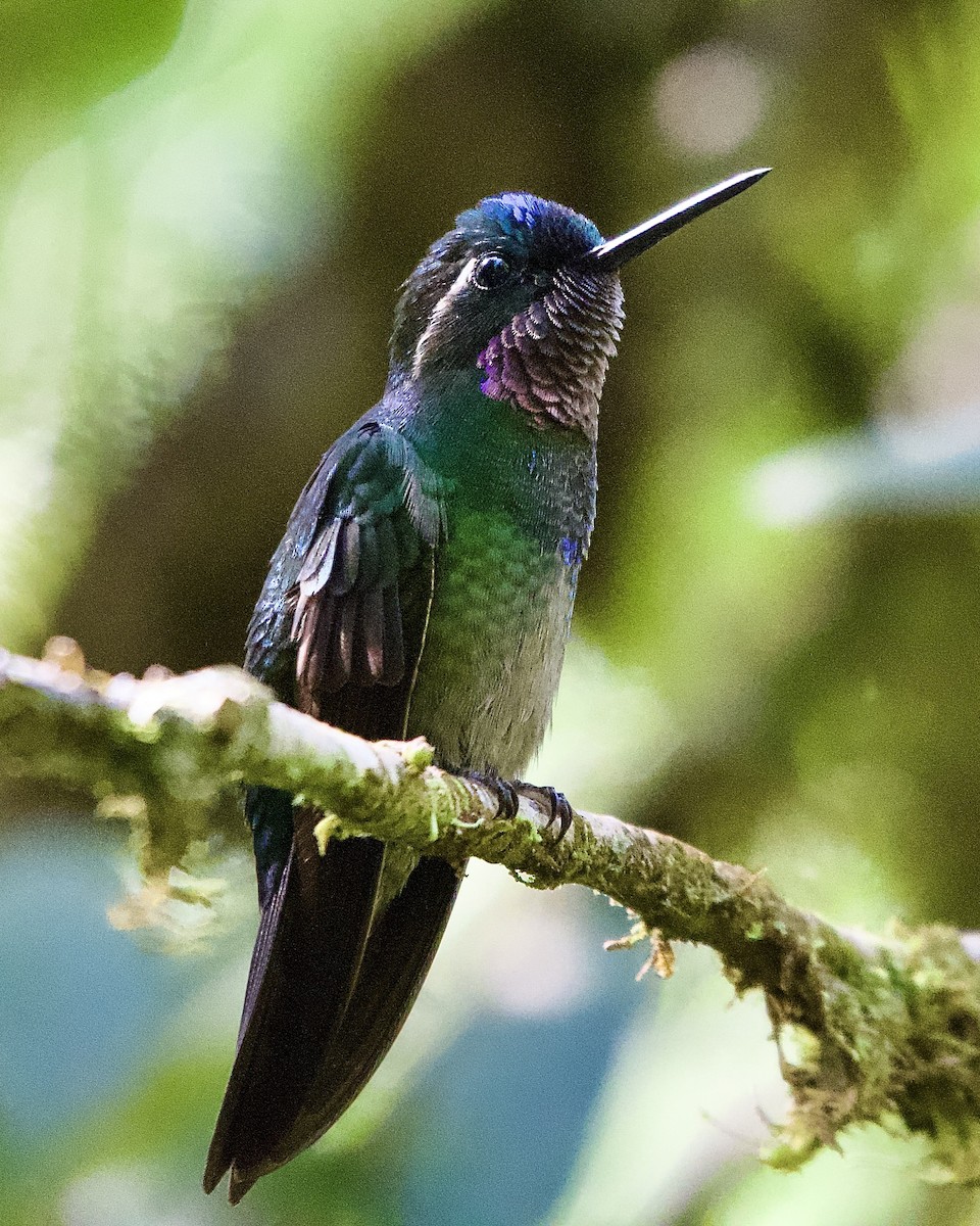 Purple-throated Mountain-gem - ML645475911