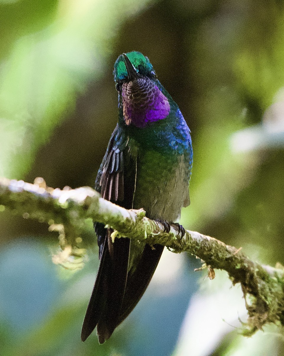 Purple-throated Mountain-gem - ML645475912
