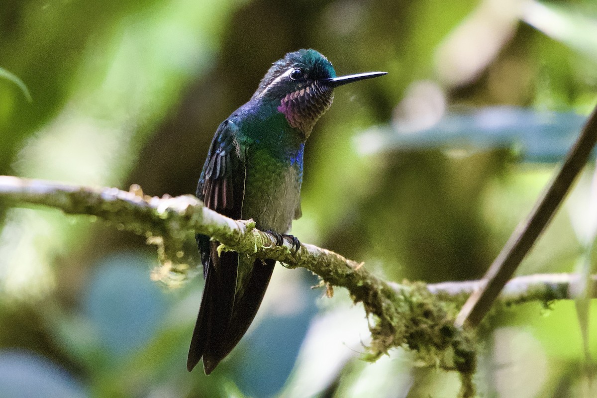 Purple-throated Mountain-gem - ML645475913
