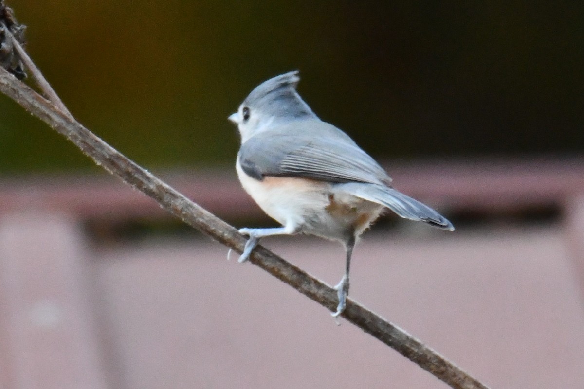 gråduskmeis - ML645475914