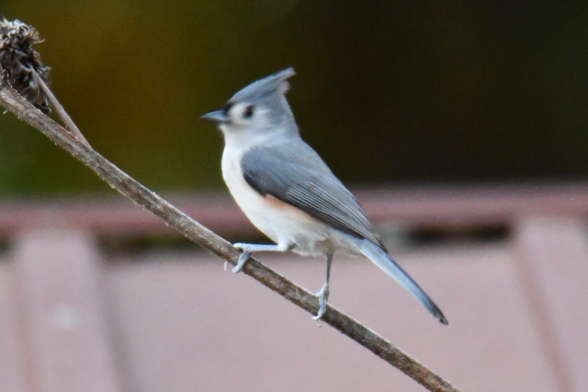 gråduskmeis - ML645475915